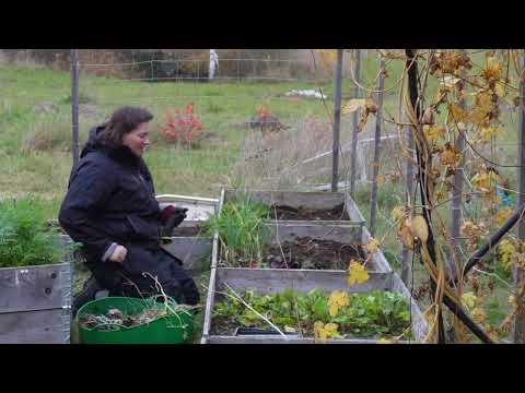Höst i trädgården - Vitlöksplantering, gödsel och slutskörd.
