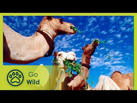 Libyan Sahara Water from the Desert - The Secrets of Nature