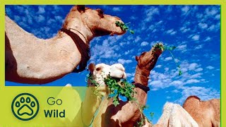 Download lagu Libyan Sahara Water from the Desert - Go Wild mp3 Download lagu Libyan Sahara Water from the Desert - Go Wild mp3