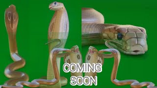 Download lagu NAAGIN : SHIVANYA SNAKE ON GREEN SCREEN  .・゜゜・COMING SOON .・゜゜・ mp3