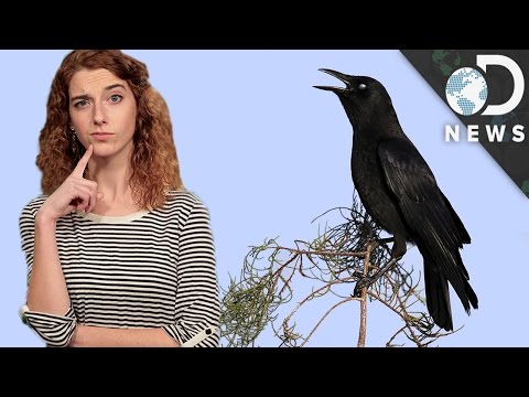 Are Crows As Smart As Humans?