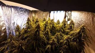 Magnum big auto dry weight and LED talk