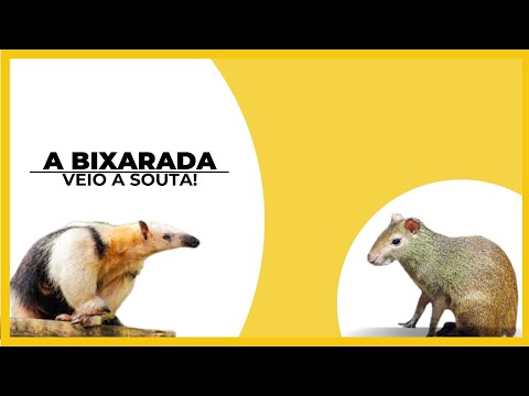 A bicharada fez a festa  na ceva!