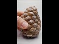 Pinecones Deserve A Nature Mvp Award Boxlapse Pinetree Seedgrowth