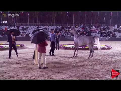 52 MSRIYAH AL KHALEDIAH II Gulf SE Cup 2018