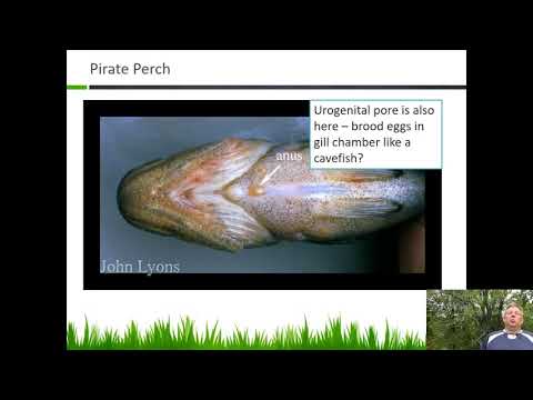 Ichthyology Lecture 23 - KY Families - Pirate Perch