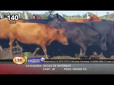 Lote 30 Vacas de invernar en Santa Elena, Entre Ríos