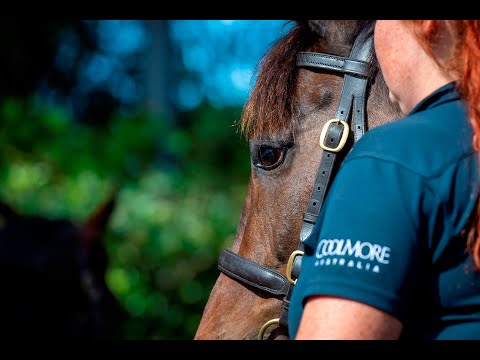 2022 Magic Millions GC National Broodmare Sale - Lot 1084