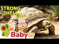 Tortoise Carries Its Home On Its Back Animal Facts For Toddlers BabyTV
