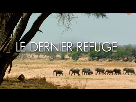 Na ratunek zwierzętom Afryki - film dokumentalny lektor pl