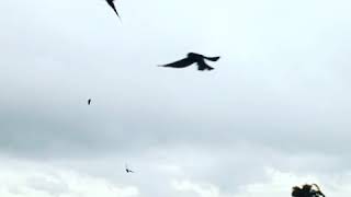 Download lagu Sp walet original mp3 Download lagu Sp walet original mp3