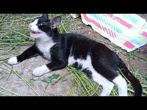 القطة دودي تستعد لولادة حنكش (1)