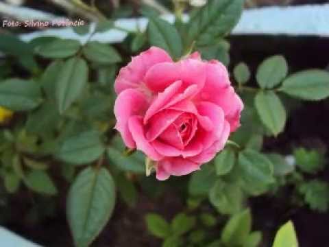 Flores do Meu Jardim II