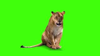 Download lagu Green screen singa betina, lion mp3