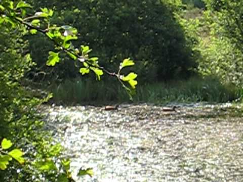 Teich im Wald mit Enten