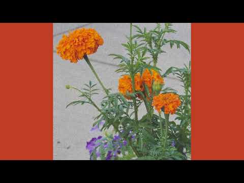 Sacrum - Slowthai x Gorillaz x Little Simz type beat