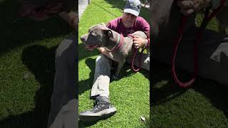 Video preview image #1 Mutt Puppy For Sale in Pasadena, CA, USA