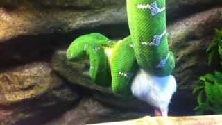 Emerald Tree Boa Feeding (full video)