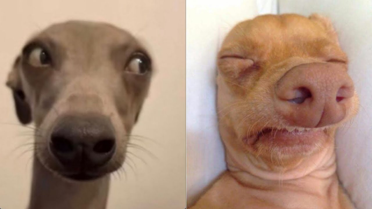 🐶 Funny dogs compilation, try not to laugh 😂 Cute and Funny dogs life