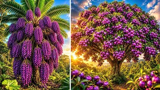 10 Árvores Que Produzem TANTAS FRUTAS Que Você Não Vai Acreditar (Parte 4)