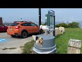 This Seagull Loves McDonalds