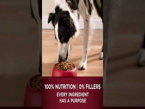 Purina ONE True Instinct with A Blend Of Real Turkey and Venison #shorts