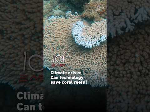 Climate crisis: Can technology save coral reefs? | 101 East #shorts