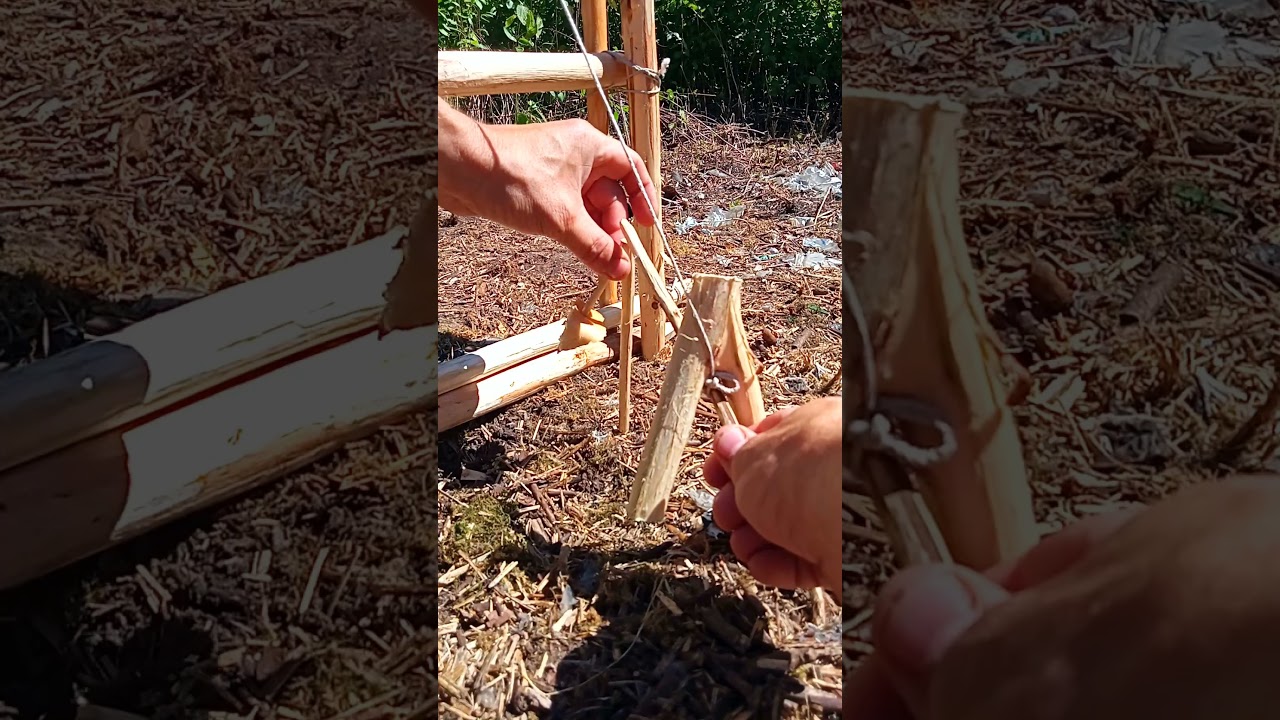 TRAPPING AN ANIMAL IN TEN MINUTES  #diy #trap #survival #bushcraft