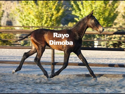 Potro 1 Año - Rayo Dimoba