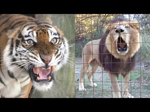 7 BIG Cat Sounds and What They Mean