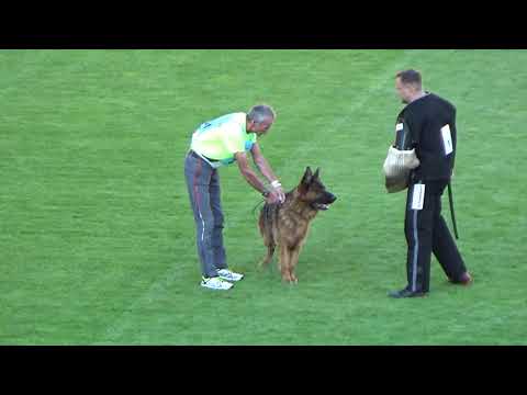 2021 SV BSZS TSB 1164 V6 Maxx vom Leithawald