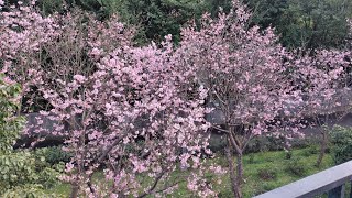 [問卦] 台北花卉實驗中心跟美軍俱樂部的櫻花滿開