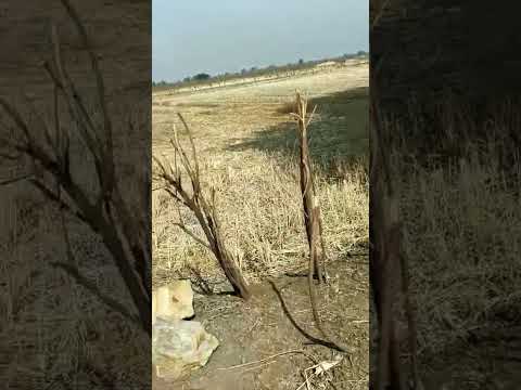  13 Acre Agricultural/Farm Land for Sale in Mouda, Nagpur