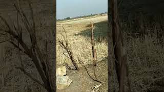  Agricultural Land for Sale in Mouda, Nagpur
