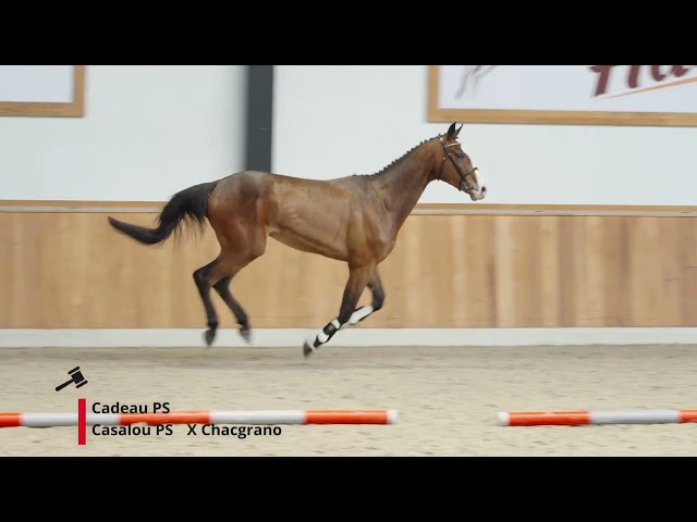 Cadeau PS (Casalou x Chacgrano)