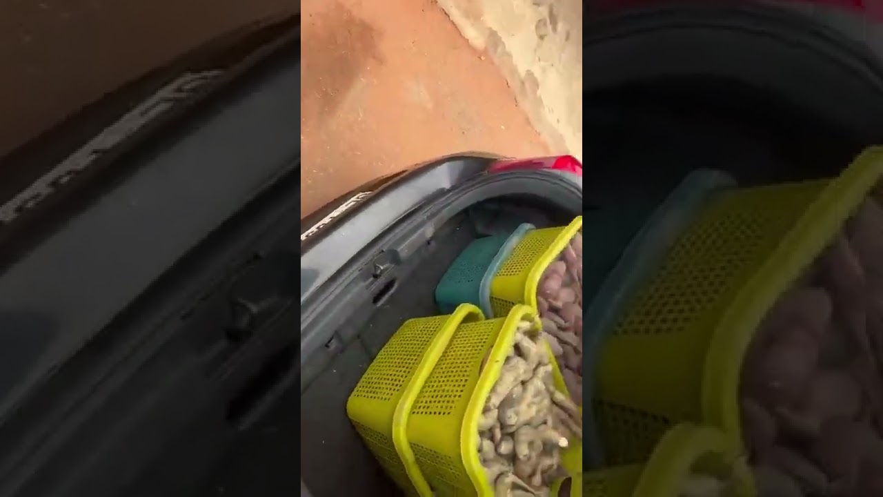 A video of our  potatoes moving from the farmland for packaging to be done.