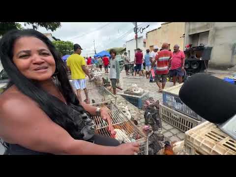 Feira do Rolo em Olho d’Água das Flores - AL 29 - 06 - 2026 #nordeste