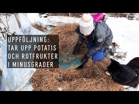 Tar upp potatisen och rotfrukterna från stukan i minusgrader? Del: 2 - Uppföljning