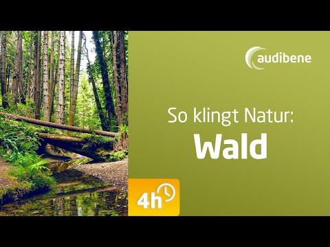 🌿 4 STUNDEN beruhigende Waldgeräusche. Hören Sie Blätterrauschen, Waldgeräusche und Laub rascheln.