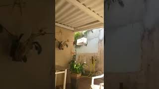 CICLOPE - JAMELAO 296 X GP MIRA