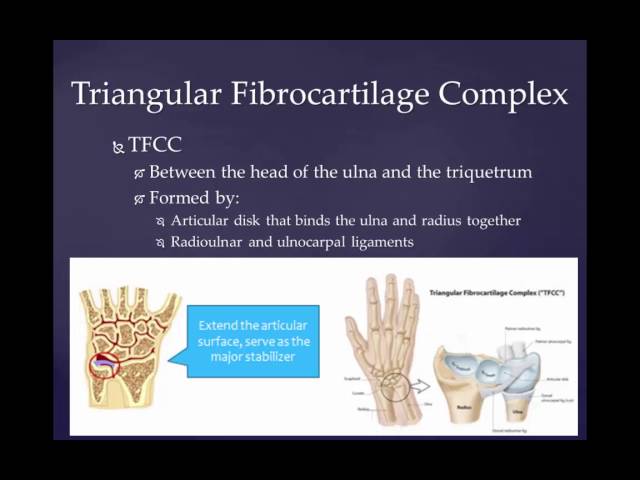 Video Pronunciation of distal phalanges in English Video Pronunciation of distal phalanges in English