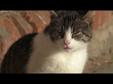 Video 17 aus  Dennhornshof