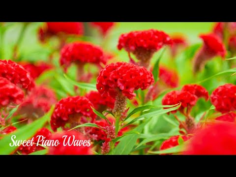 Beautiful Relaxing Piano - Soothing Relaxation Music, Calming Music to Sleep, Background Music