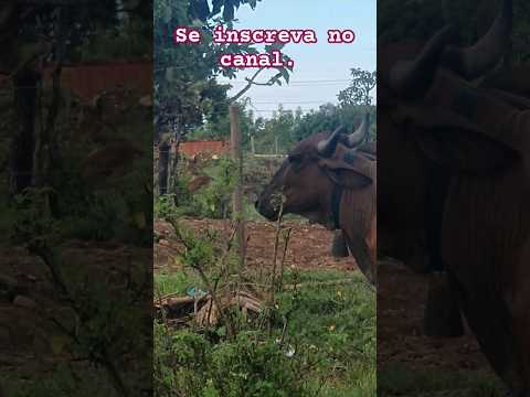 Curtindo os momentos da vida #zonarural #animais #roça