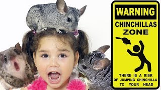 When the Game with the Chinchillas Got Out of Control Funny video for kids Fun Toys Funny Kidz