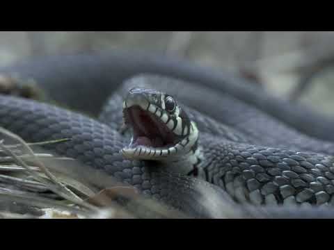 Biebrza - między jawą a snem