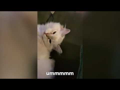 Cats talking !! these cats can speak english