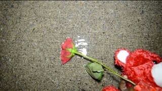 A Rose By Any Other Name