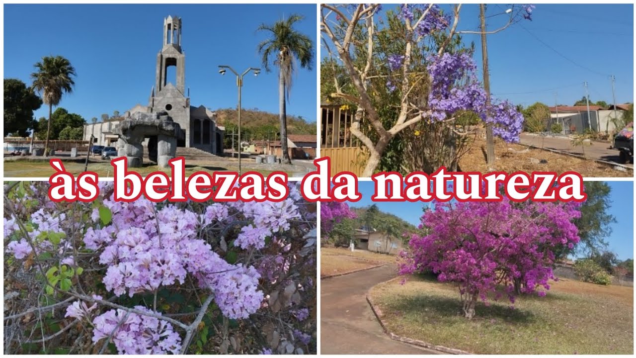 incrível tempo de seca e as flores continua lindas😍🌿