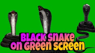 Download lagu Black snake green screen _ naagin 3 Vikrant snake green screen mp3 Download lagu Black snake green screen _ naagin 3 Vikrant snake green screen mp3